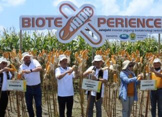 Menanam Jagung Hibrida Bioteknologi Syngenta Meningkatkan Produktivitas 10% jagung hibrida bioteknologi Syngenta berkeunggulan ganda
