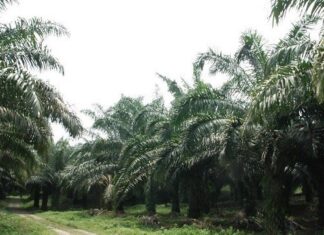 Penerapan Ekosistem Halal pada Industri Sawit agar Makin Berkelanjutan penerapan ekosistem halal pada industri sawit