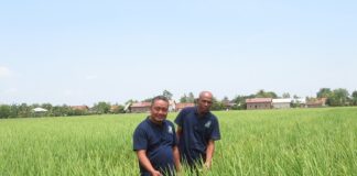Kisah Padi Galur NA 178 Aromatik Temuan Petani Indramayu padi galur NA 178 diminati konsumen