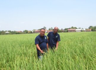 Kisah Padi Galur NA 178 Aromatik Temuan Petani Indramayu padi galur NA 178 diminati konsumen