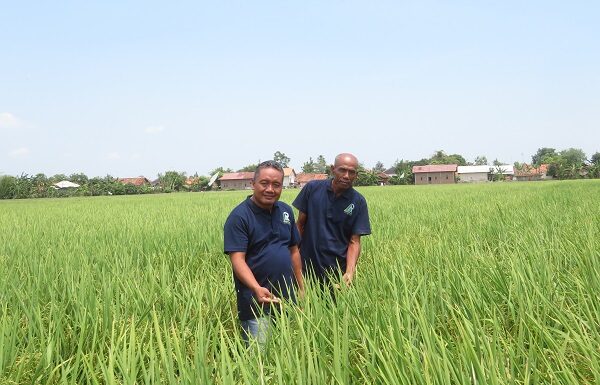 Kisah Padi Galur NA 178 Aromatik Temuan Petani Indramayu padi galur NA 178 diminati konsumen