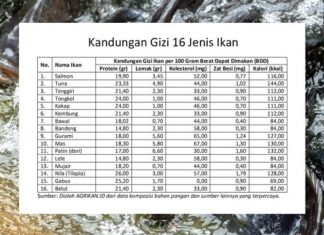 Ikan Mudah Didapat dan Harganya Terjangkau, Keren untuk Halau Stunting makan ikan efektif halau stunting