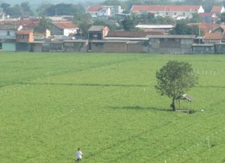 Usaha Tani Kontrak Berkeadilan Sejahterakan Petani petani sejahtera dengan usaha tani kontrak