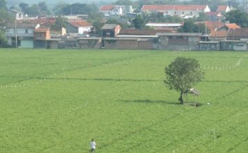 Usaha Tani Kontrak Berkeadilan Sejahterakan Petani petani sejahtera dengan usaha tani kontrak