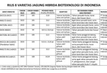 8 Varietas Jagung Hibrida Bioteknologi Hasil Panen Tinggi varietas jagung hibrida bioteknologi hasilnya tinggi