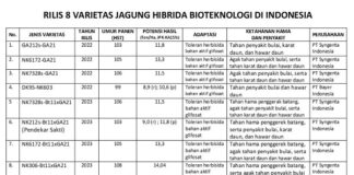 8 Varietas Jagung Hibrida Bioteknologi Hasil Panen Tinggi varietas jagung hibrida bioteknologi hasilnya tinggi