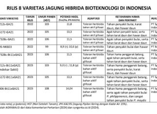 8 Varietas Jagung Hibrida Bioteknologi Hasil Panen Tinggi varietas jagung hibrida bioteknologi hasilnya tinggi