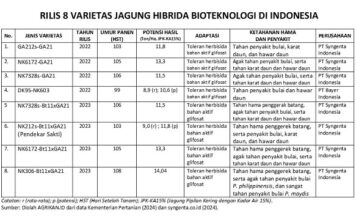 8 Varietas Jagung Hibrida Bioteknologi Hasil Panen Tinggi varietas jagung hibrida bioteknologi hasilnya tinggi