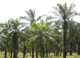 Nilai Ekspor Industri Sawit Indonesia Februari 2024 Turun nilai ekspor industri sawit Februari 2024