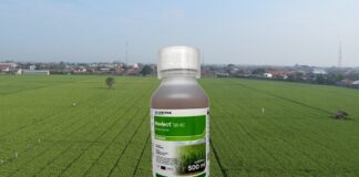 Cara Basmi Gulma dengan Novlect 120 EC untuk Hasil Terbaik cara basmi gulma dengan Novlect 120 EC
