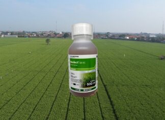 Cara Basmi Gulma dengan Novlect 120 EC untuk Hasil Terbaik cara basmi gulma dengan Novlect 120 EC