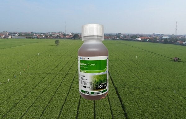 Cara Basmi Gulma dengan Novlect 120 EC untuk Hasil Terbaik cara basmi gulma dengan Novlect 120 EC