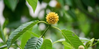 Presiden Jokowi Perintahkan Penataan Agribisnis Kratom presiden perintahkan penataan agribisnis kratom