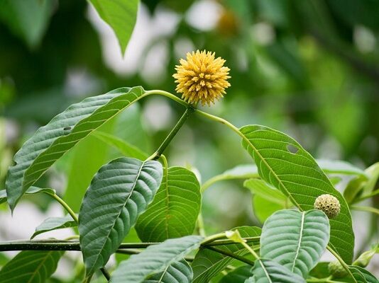 Presiden Jokowi Perintahkan Penataan Agribisnis Kratom presiden perintahkan penataan agribisnis kratom