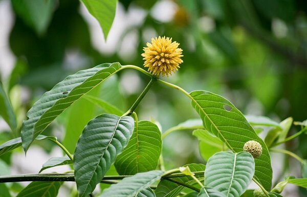 Presiden Jokowi Perintahkan Penataan Agribisnis Kratom presiden perintahkan penataan agribisnis kratom