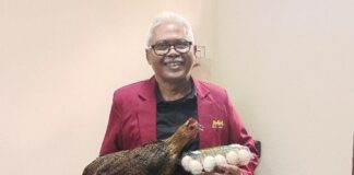 Ayam Kampung Petelur Super UMMChick dengan 60% HDP ayam kampung petelur super UMMChick