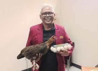 Ayam Kampung Petelur Super UMMChick dengan 60% HDP ayam kampung petelur super UMMChick