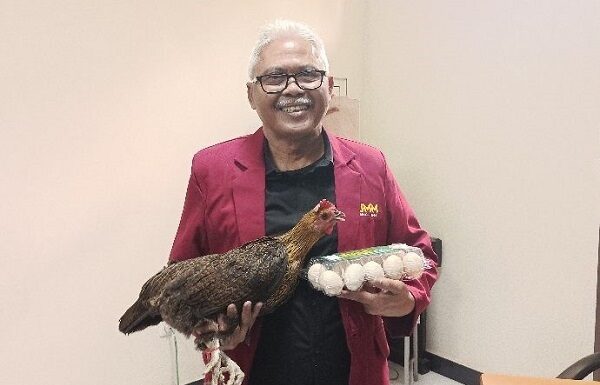Ayam Kampung Petelur Super UMMChick dengan 60% HDP ayam kampung petelur super UMMChick