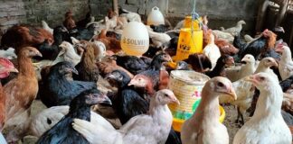 Mari Mengenal Ayam Kampung Super daging ayam kampung super tender dan lezat