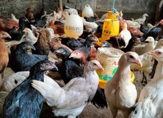 Mari Mengenal Ayam Kampung Super daging ayam kampung super tender dan lezat