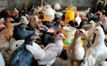 Mari Mengenal Ayam Kampung Super daging ayam kampung super tender dan lezat