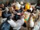 Mari Mengenal Ayam Kampung Super daging ayam kampung super tender dan lezat