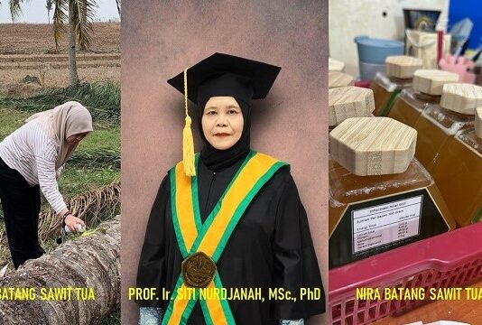 Pengembangan Gula Cair Nira Batang Sawit Tua gula cair nira batang sawit tua