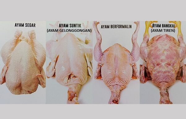 Cara Pintar Memilih Daging Ayam Segar di Pasar tip memilih daging ayam segar di pasar
