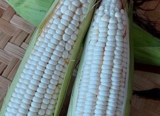 6 Tipe Jagung Fungsional Berdasarkan Sifat Khas Kandungan Nutrisi Biji jagung fungsional berdasarkan kandungan nutrisi biji