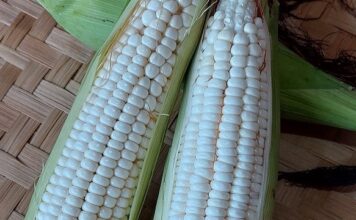 6 Tipe Jagung Fungsional Berdasarkan Sifat Khas Kandungan Nutrisi Biji jagung fungsional berdasarkan kandungan nutrisi biji
