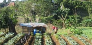 Gotong Royong dan Abundance Mentality, Renungan 80 Tahun Indonesia Merdeka semangat gotong royong di pedesaan