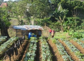 Gotong Royong dan Abundance Mentality, Renungan 80 Tahun Indonesia Merdeka semangat gotong royong di pedesaan