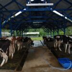 Djarum Group Membangun Industri Susu Sapi Perah Terpadu di Brebes Djarum Group membangun industri susu di Brebes