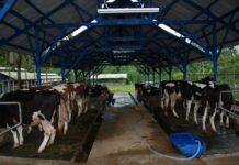 Djarum Group Membangun Industri Susu Sapi Perah Terpadu di Brebes Djarum Group membangun industri susu di Brebes