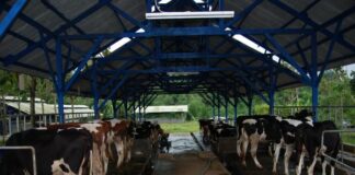 Djarum Group Membangun Industri Susu Sapi Perah Terpadu di Brebes Djarum Group membangun industri susu di Brebes