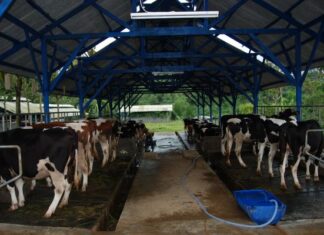 Djarum Group Membangun Industri Susu Sapi Perah Terpadu di Brebes Djarum Group membangun industri susu di Brebes