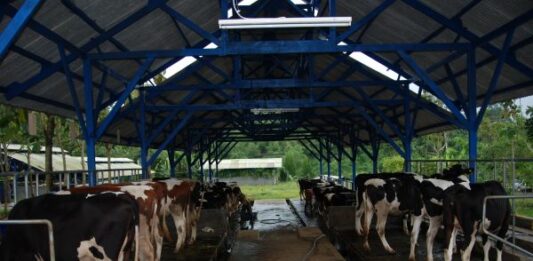 Djarum Group Membangun Industri Susu Sapi Perah Terpadu di Brebes meningkatkan populasi dan produktivitas sapi perah