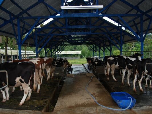 Djarum Group Membangun Industri Susu Sapi Perah Terpadu di Brebes Djarum Group membangun industri susu di Brebes