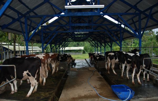 Djarum Group Membangun Industri Susu Sapi Perah Terpadu di Brebes Djarum Group membangun industri susu di Brebes