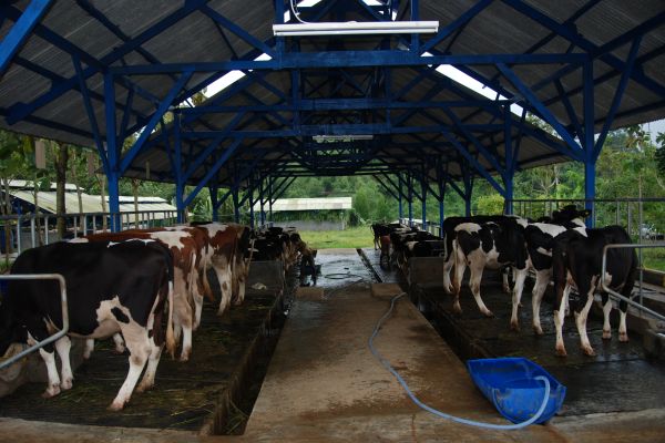 Agrikan.id, industri susu Djarum Group Djarum Group membangun industri susu di Brebes