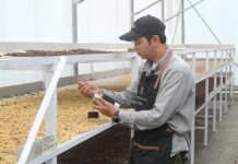 100 Tahun Panas Bumi Indonesia: Inovasi PGE Hadirkan Biji Kopi Berkualitas Geothermal Dry House percepat pengeringan kopi