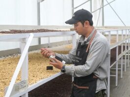 100 Tahun Panas Bumi Indonesia: Inovasi PGE Hadirkan Biji Kopi Berkualitas Geothermal Dry House percepat pengeringan kopi