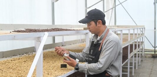 100 Tahun Panas Bumi Indonesia: Inovasi PGE Hadirkan Biji Kopi Berkualitas Geothermal Dry House percepat pengeringan kopi