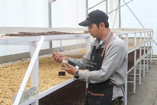 100 Tahun Panas Bumi Indonesia: Inovasi PGE Hadirkan Biji Kopi Berkualitas Geothermal Dry House percepat pengeringan kopi