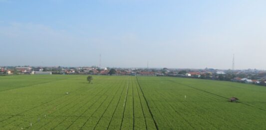 Rize Raih Pendanaan USD 31 Juta, Percepat Budidaya Padi Berkelanjutan budidaya padi berkelanjutan dengan AWD