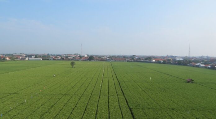 Rize Raih Pendanaan USD 31 Juta, Percepat Budidaya Padi Berkelanjutan budidaya padi berkelanjutan dengan AWD