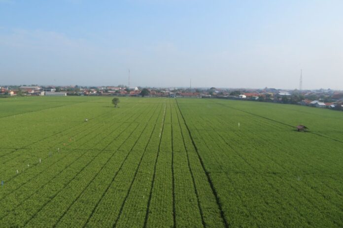 Agrikan.id, tanaman padi di sawah budidaya padi berkelanjutan dengan AWD