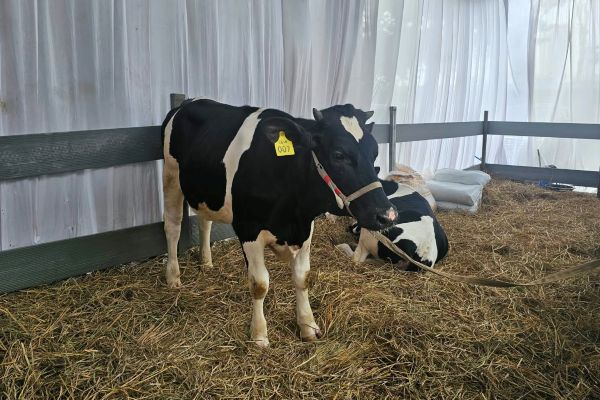 sapi perah Grati, ternak tropis Indonesia